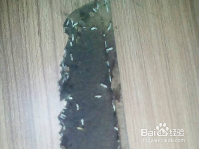 白蚁怎么防治