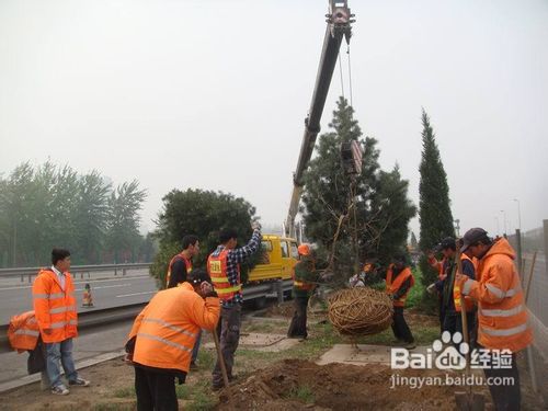 如何移栽常绿乔木