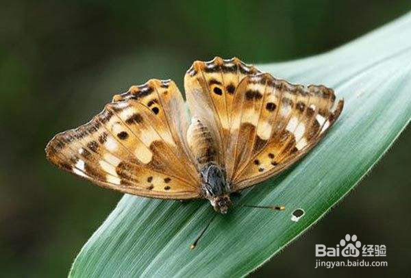 在我们身边,都有哪些常见的蝴蝶?