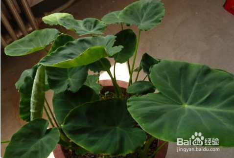 把发芽的芋头埋土里，收获大半盆芋头！