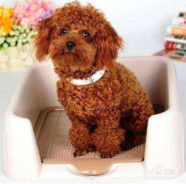 小狗乱拉屎尿怎么办