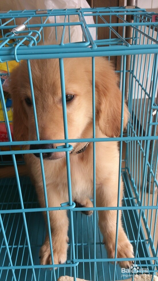 你无可替代的小伙伴。