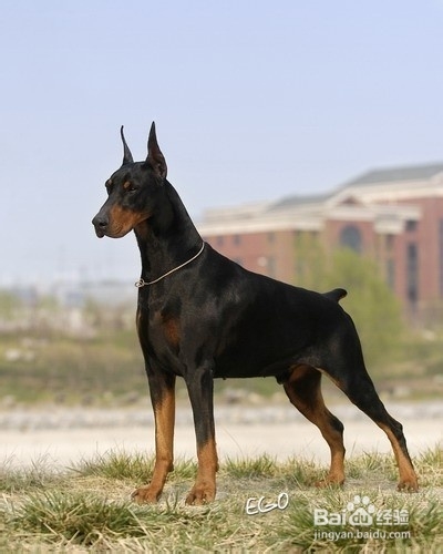 教你杜宾犬的备赛事项