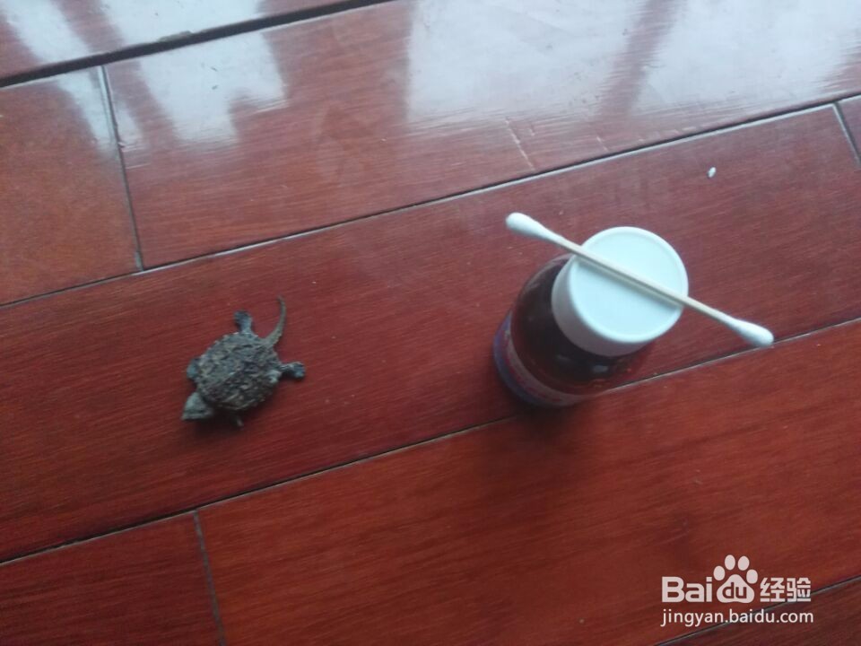 喂乌龟外用药物（碘伏等外用液体类）