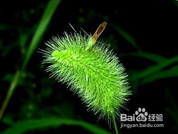 微距摄影有什么技巧