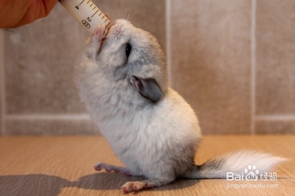 龙猫咕咕叫什么意思?