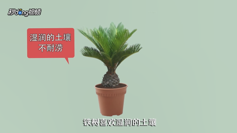 我们如何栽种铁树
