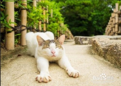 小猫太瘦了怎么才能养胖点