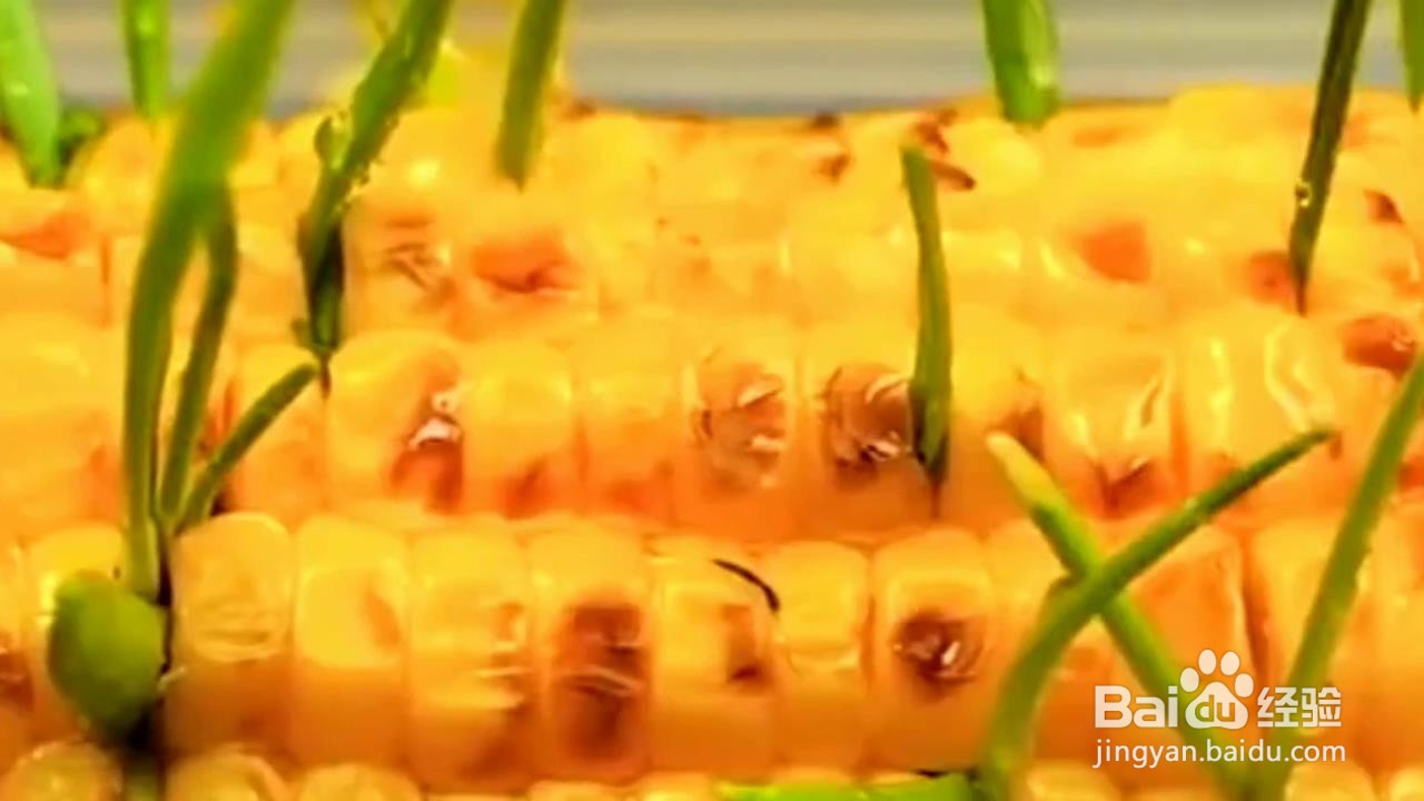 自己在家怎么种植小植物？