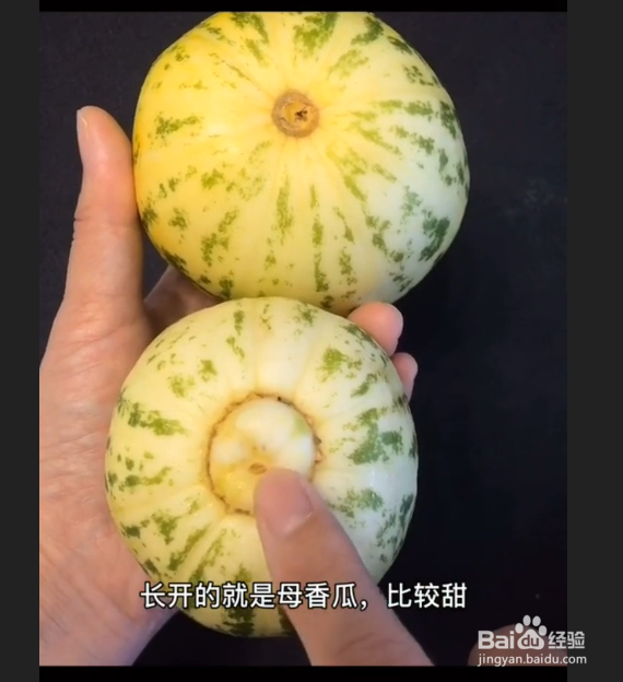 如何正确挑选香瓜?