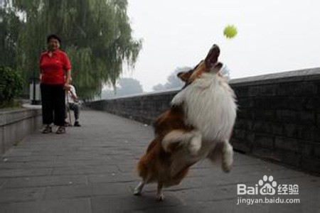 如何少花钱养宠物