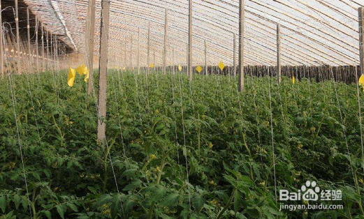 怎样种植树番茄