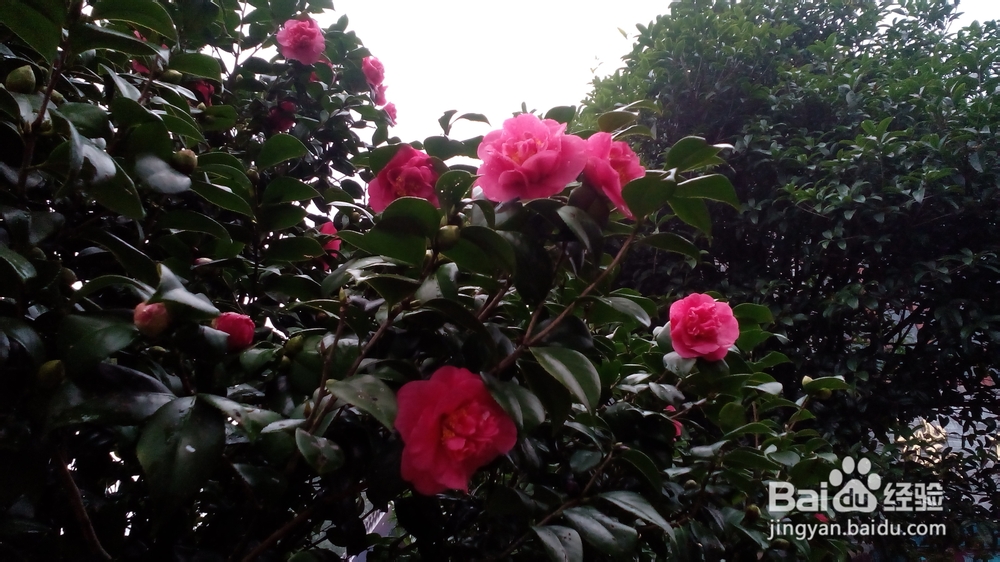 肇庆鼎湖山游记