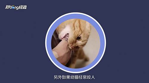 幼猫咬人怎么教育 百度经验