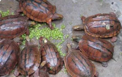 金钱龟吃什么食物好养活
