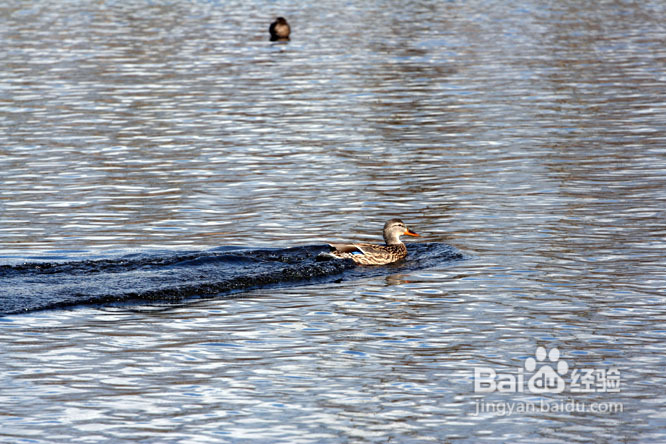 温哥华的如画春天(组图)