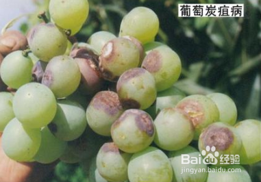 葡萄炭疽病防治方案