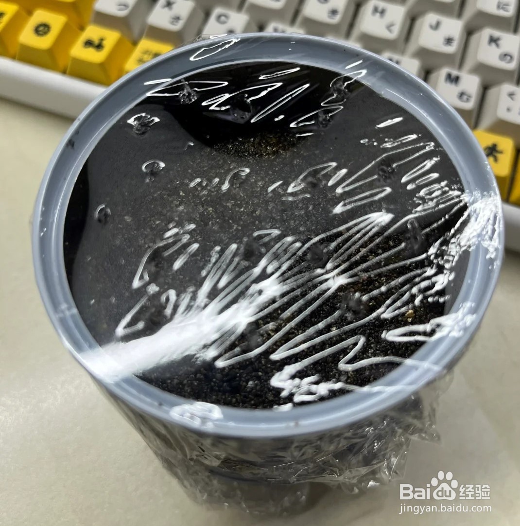 如何种植火龙果盆景