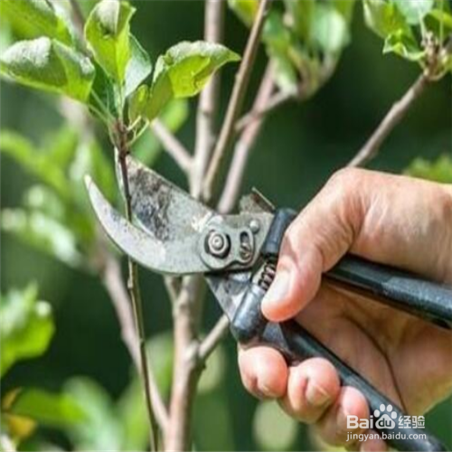 杜鹃花花谢后怎样修剪