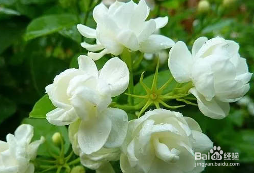 茉莉花的栽培技术有哪些？