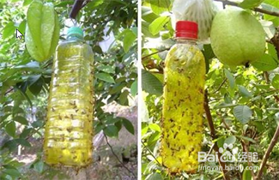 家庭种菜除虫小妙招