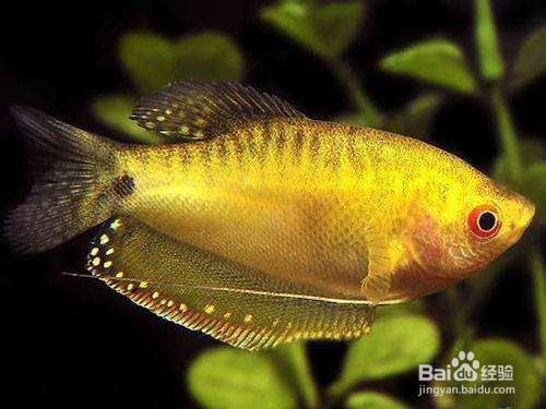 曼龙鱼怎么分公母