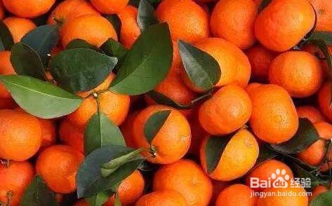 防治砂糖桔枯叶夜蛾的几个方法