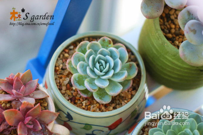 植物摄影小窍门+皮神山大王记