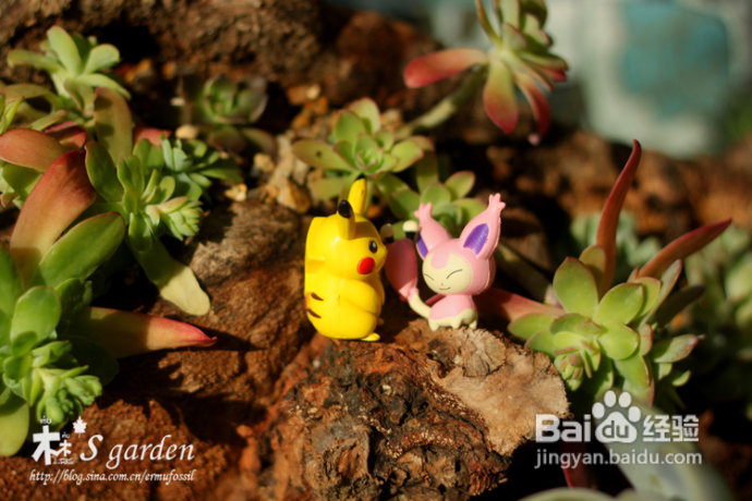 植物摄影小窍门+皮神山大王记