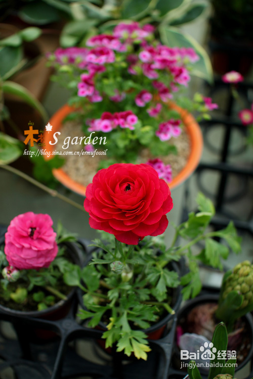 植物摄影小窍门+皮神山大王记