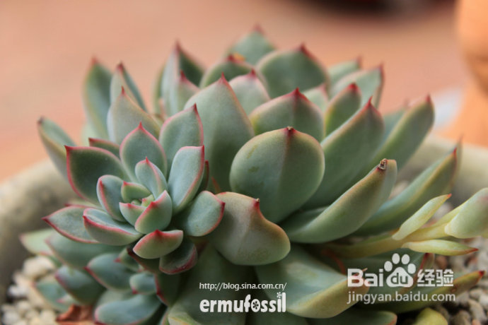 【多肉植物知识】多肉植物中的“缀化-锦-群生”