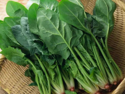 南方的青菜是什么菜