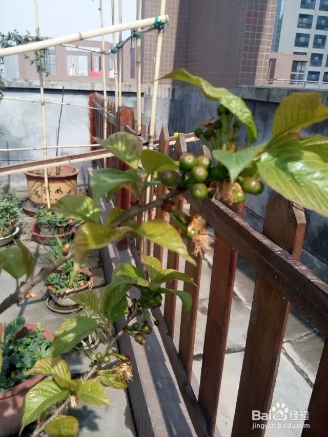 怎样在屋顶花园种植红樱桃