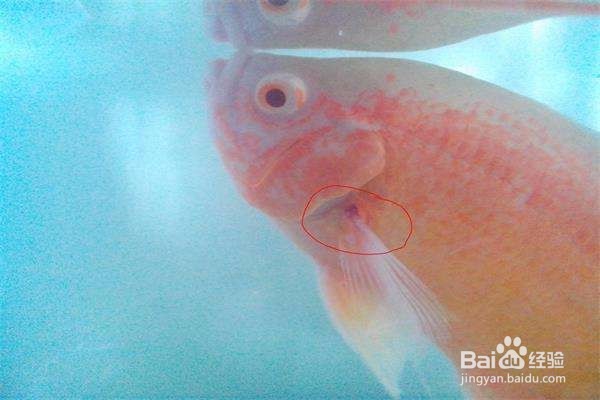 如何诊治鱼类的烂鳍病