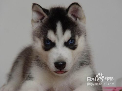 哈士奇各地价格的差异