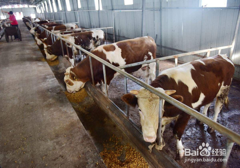 如何设计农房进行家庭养殖