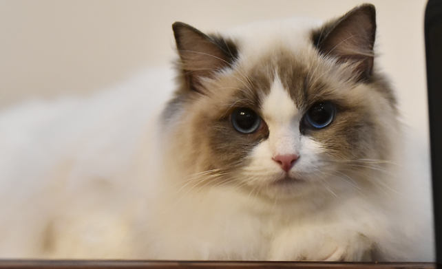 布偶猫散养在村里可以吗