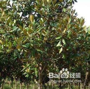 广玉兰的繁殖方法有哪些？