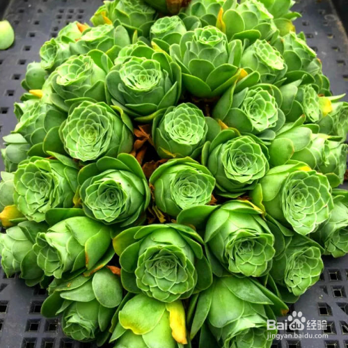 山地玫瑰在休眠期养护的方法有哪些？