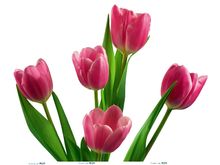 不同的时间、不同的对象该送什么样的花