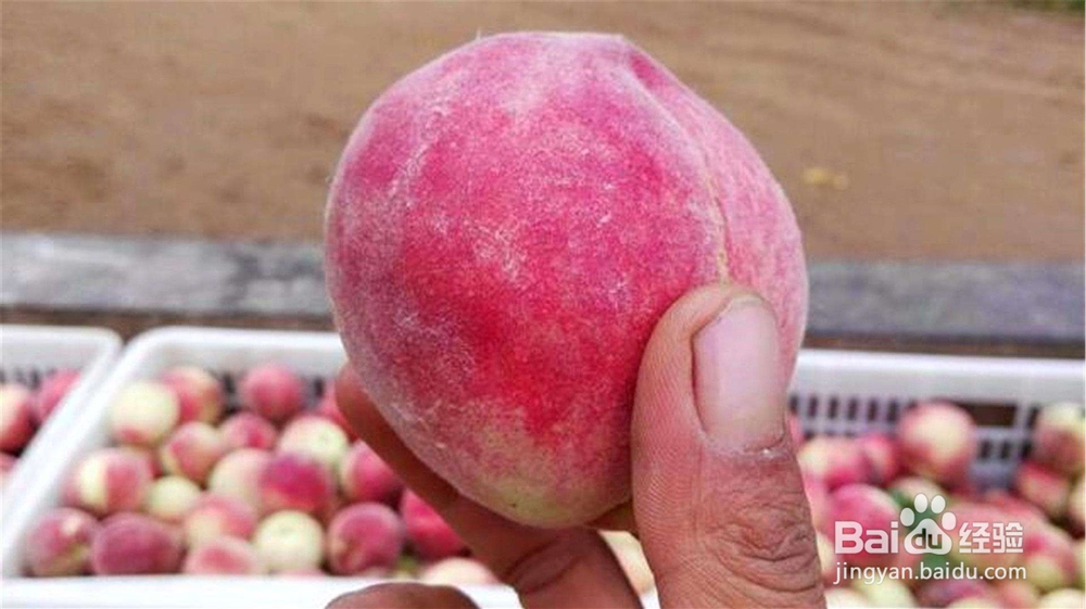 痒痒粉的简单制作方法