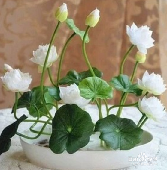 莲花种子水培方法