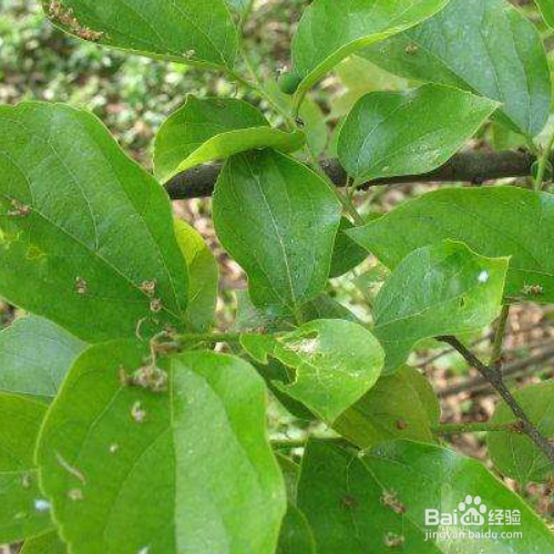 珊瑚朴的养殖方法和注意事项