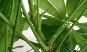 发财树有粘液是怎么回事