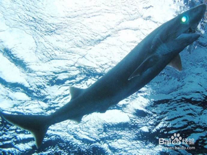 恐龙时代有鲨鱼吗?