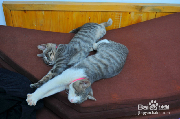 新猫入家门:怎么把它介绍给其他猫?