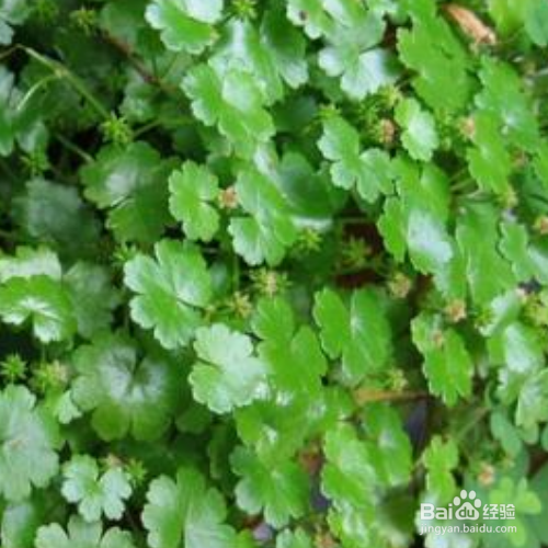 怎样培育天胡荽才会长得好？