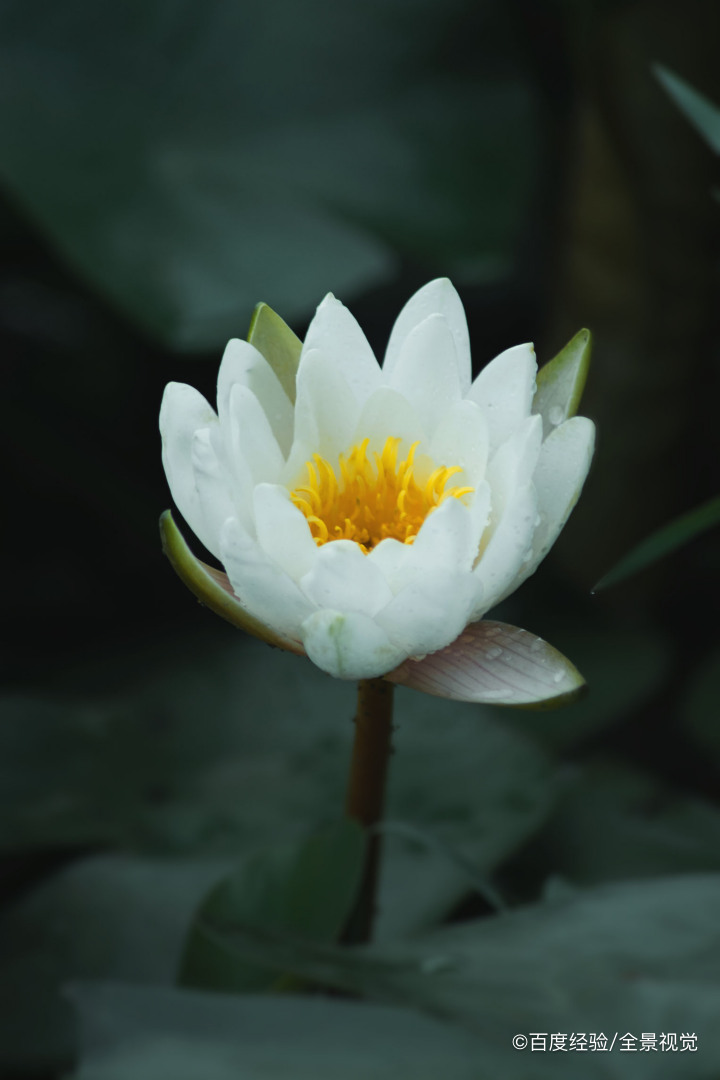 碗莲发芽后怎么种