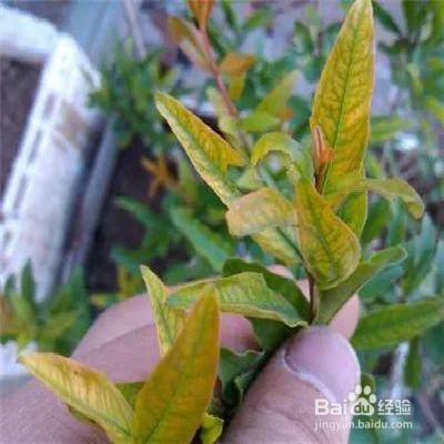 植物叶子发黄怎么办