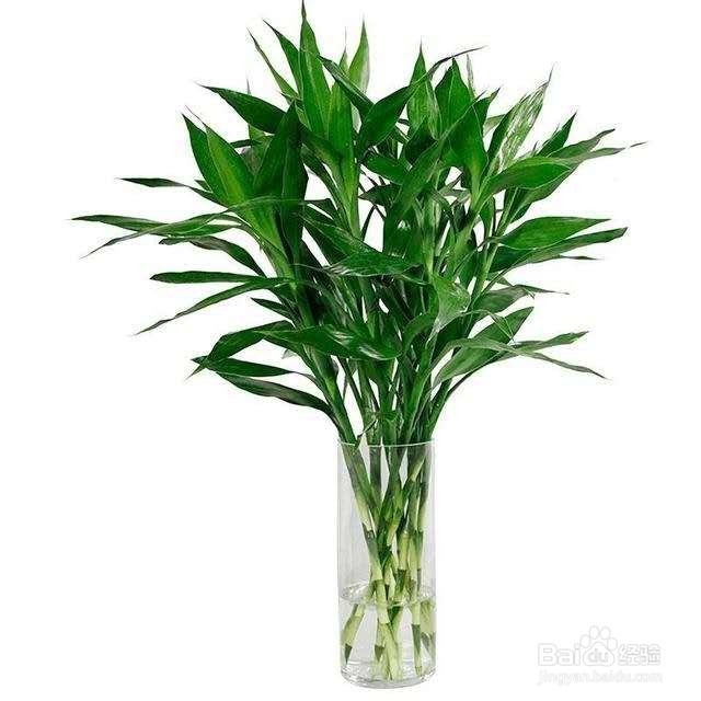 在家养这几种水培植物,让居室变得很有生机!